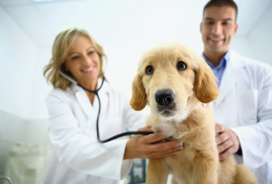 dubai veterinary clinic